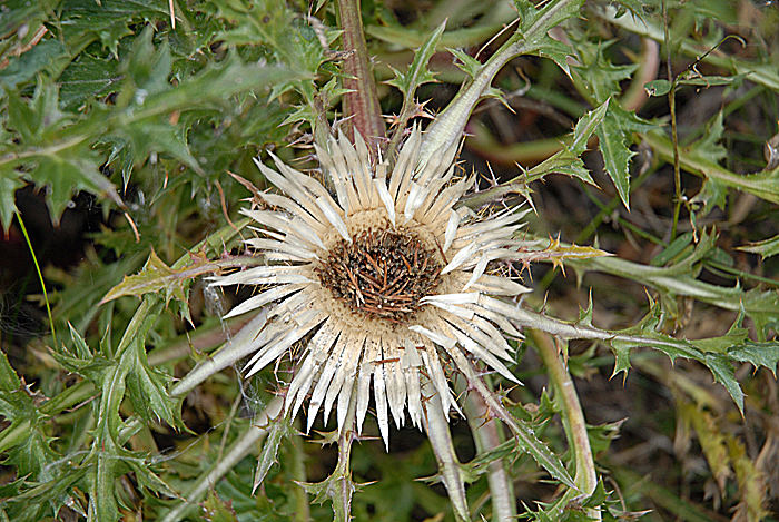 Silberdistel