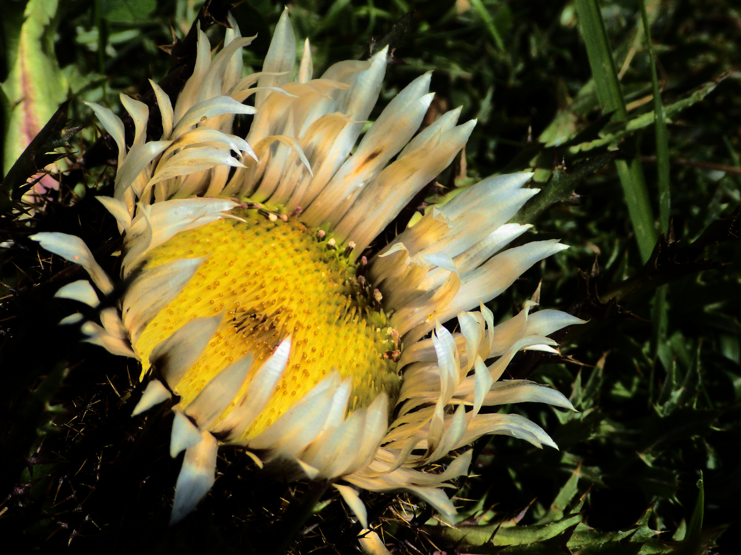 Silberdistel