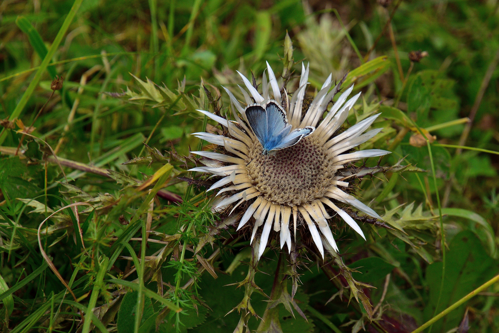 Silberdistel hat Besuch