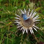 Silberdistel hat Besuch