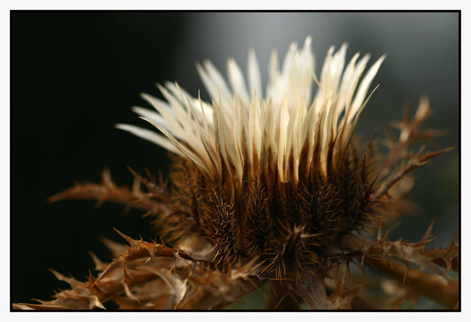 Silberdistel im Februar