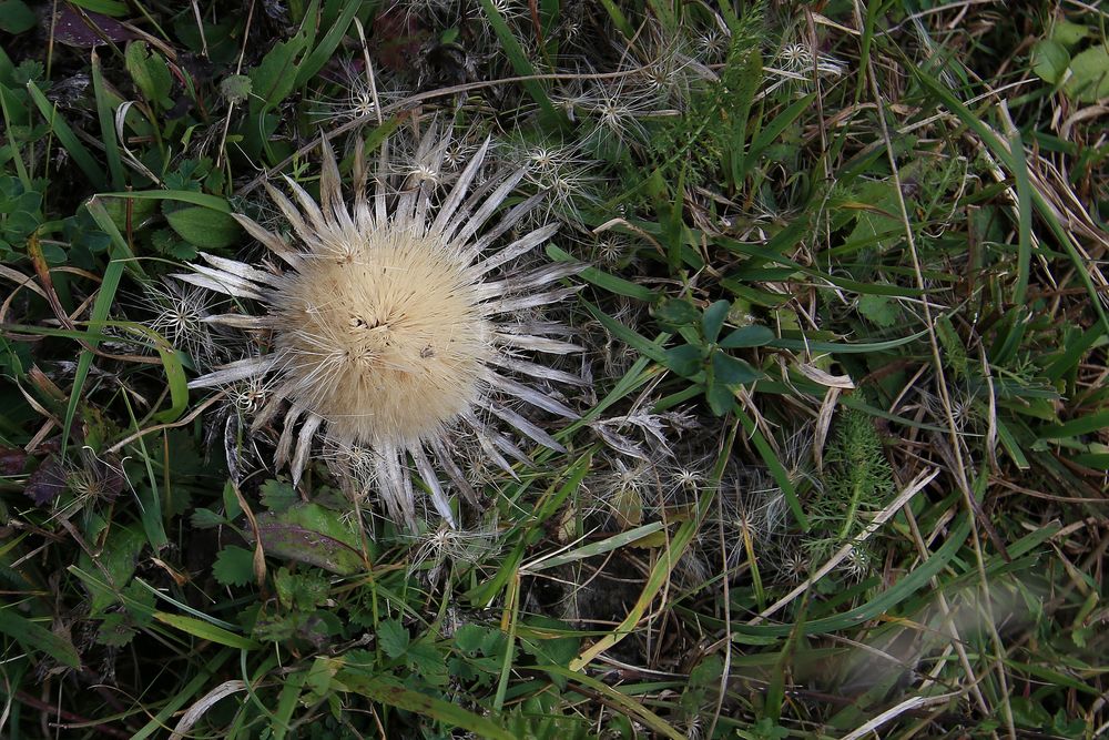 Silberdistel im Herbst