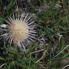 Silberdistel im Herbst