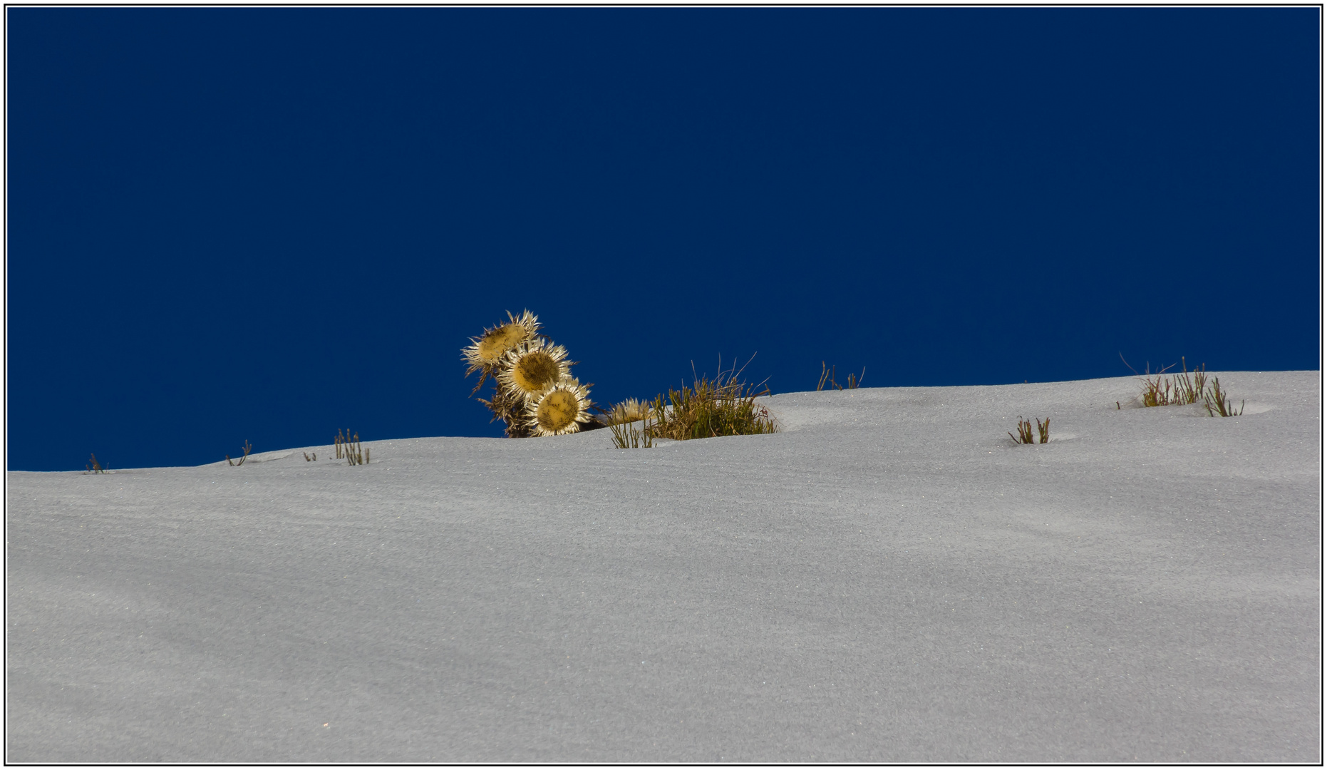 Silberdistel im Schnee