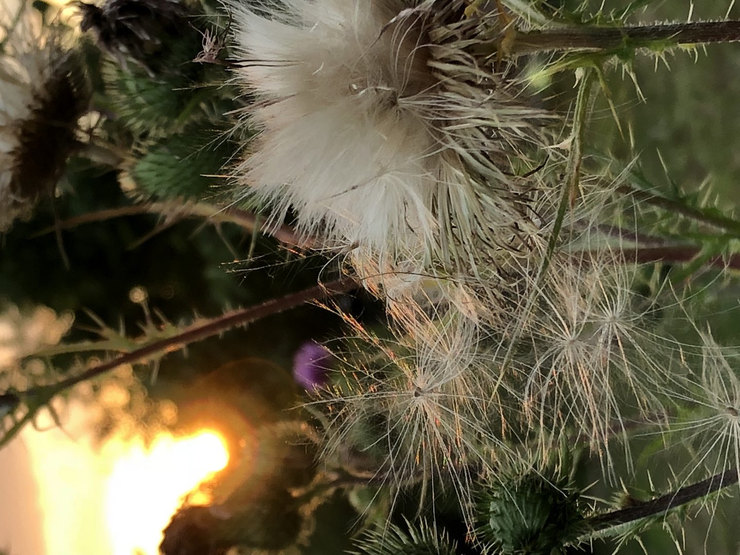 Silberdistel im Sonnenuntergang