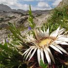 Silberdistel im Steinernen Meer