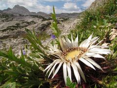 Silberdistel im Steinernen Meer