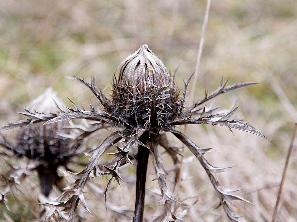 Silberdistel im Winter