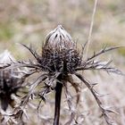 Silberdistel im Winter