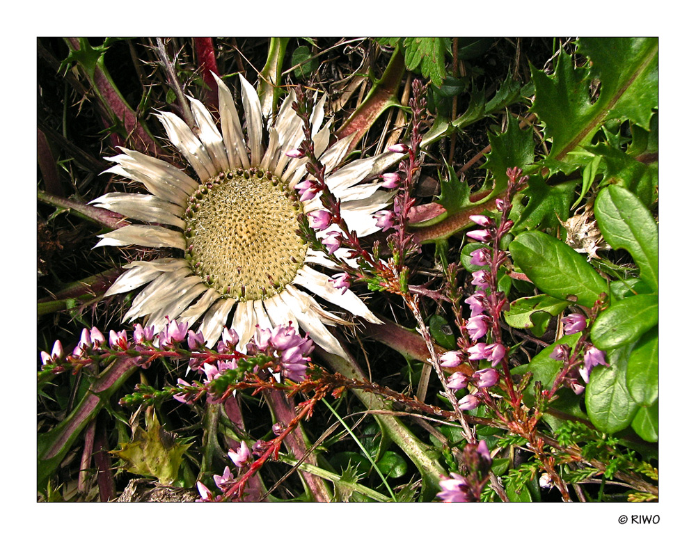 Silberdistel in den Bergen............