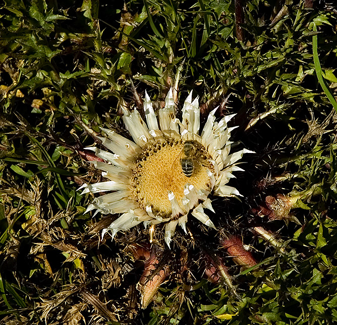 Silberdistel in den Loferer Steinbergen