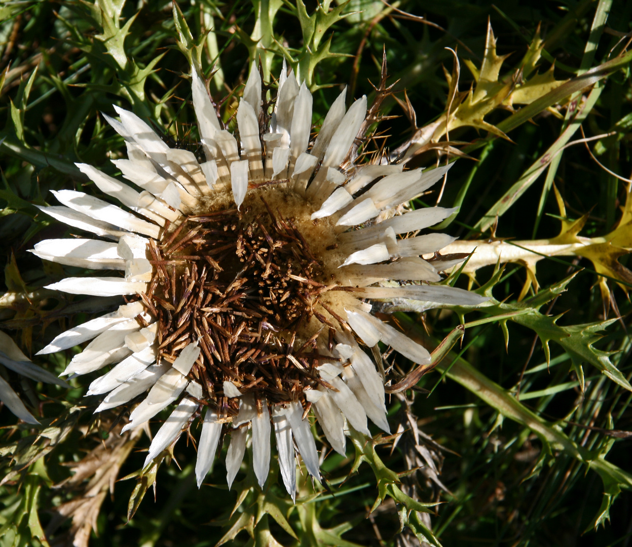 Silberdistel in den schweizer Bergen