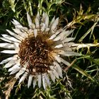 Silberdistel in den schweizer Bergen