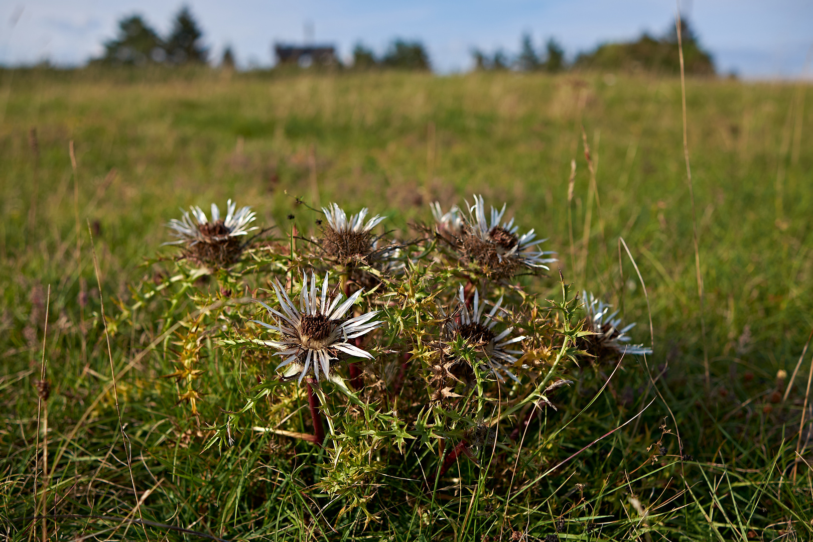 Silberdistel in der Rhön