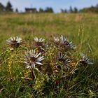 Silberdistel in der Rhön