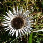 Silberdistel in der Rhön