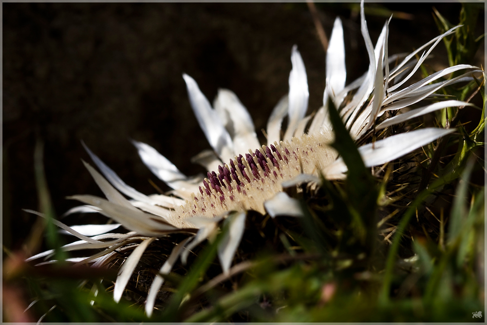 Silberdistel, mal anders