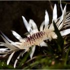 Silberdistel, mal anders