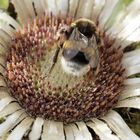 Silberdistel mit Besuch