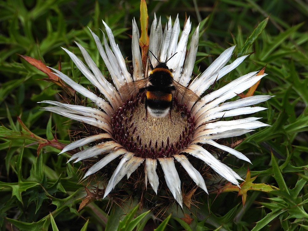 Silberdistel mit Besuch