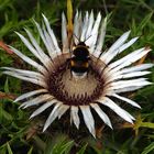 Silberdistel mit Besuch