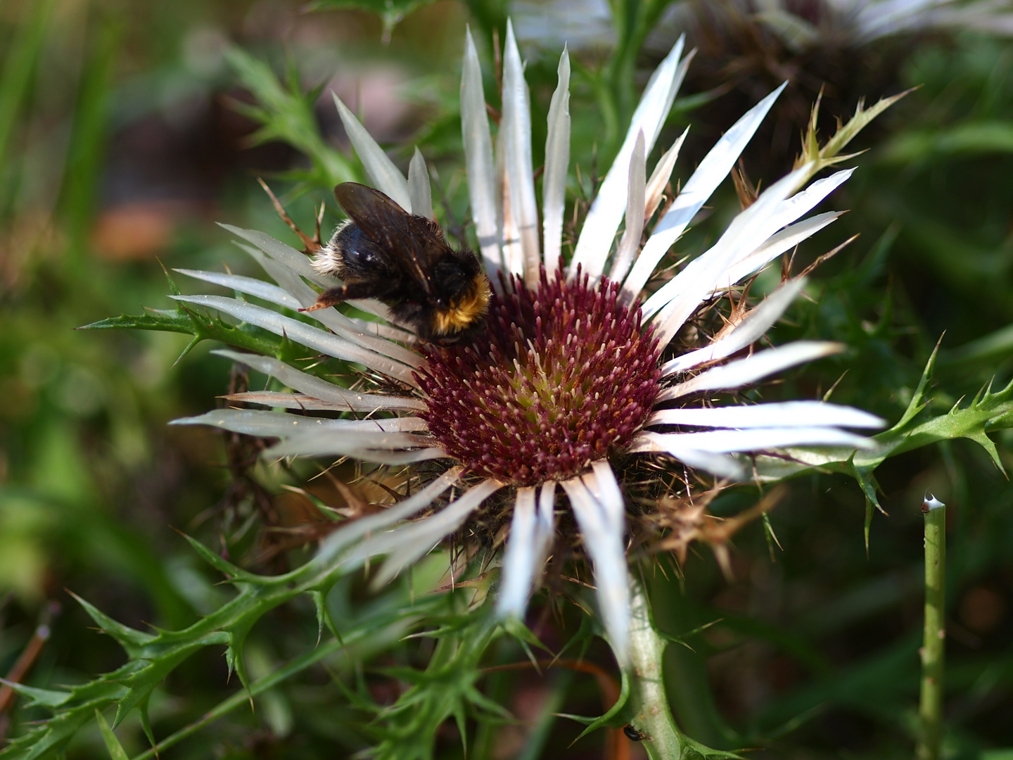 Silberdistel mit Besuch