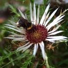 Silberdistel mit Besuch