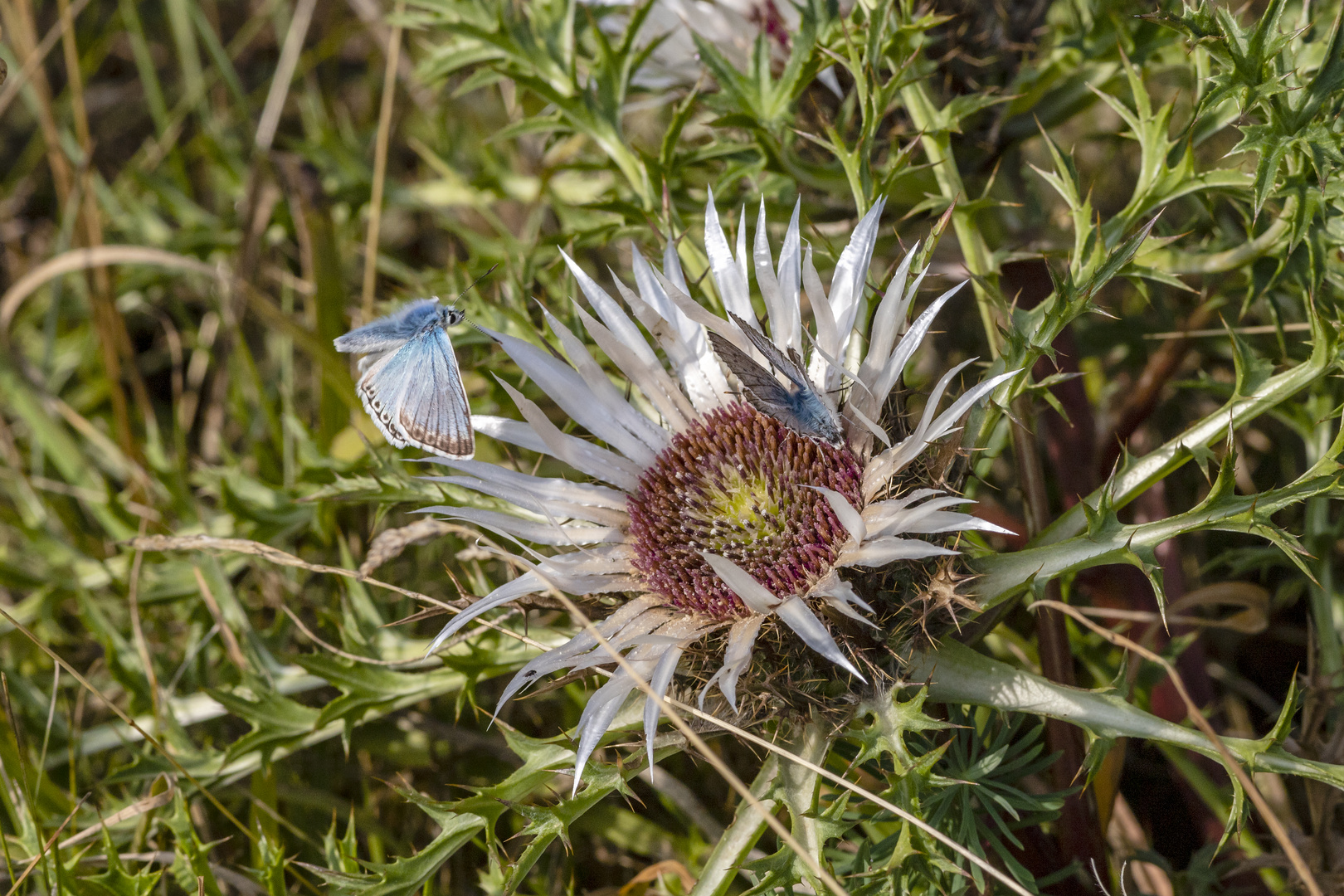 Silberdistel mit Bläulingen