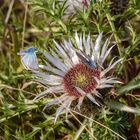 Silberdistel mit Bläulingen