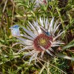 Silberdistel mit Bläulingen