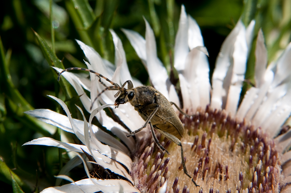 Silberdistel mit Krabbeltierchen