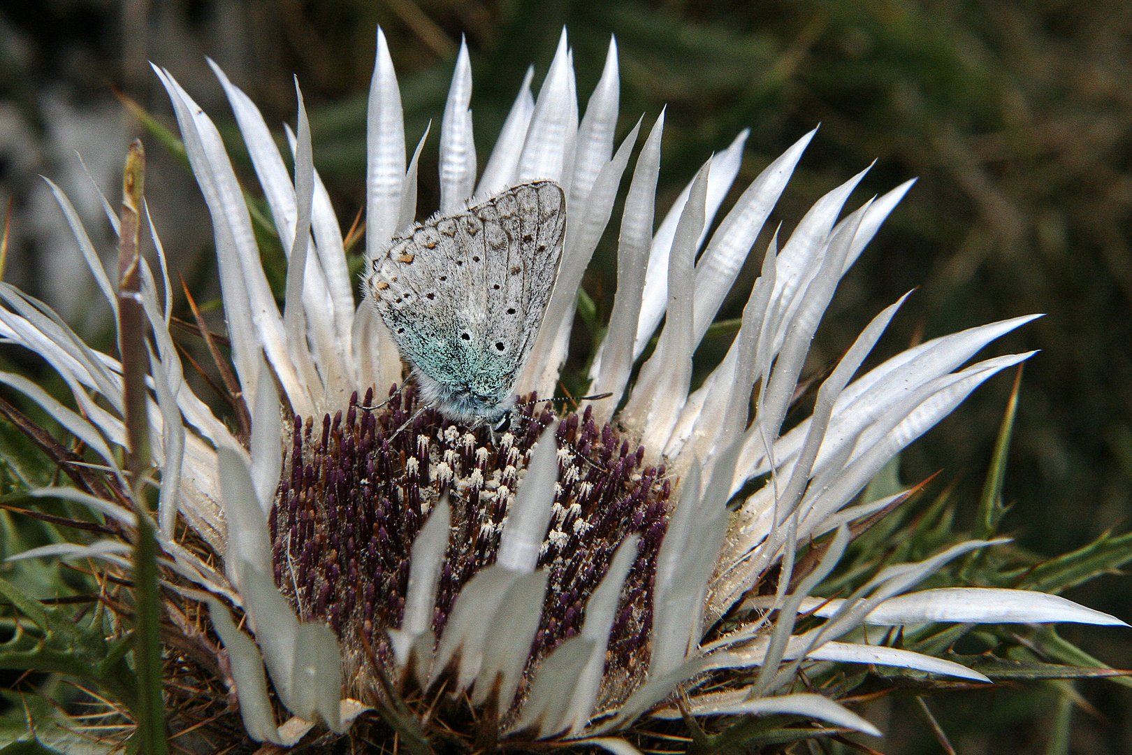 Silberdistel mit Schleckermaul