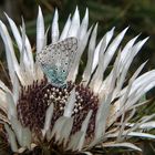 Silberdistel mit Schleckermaul