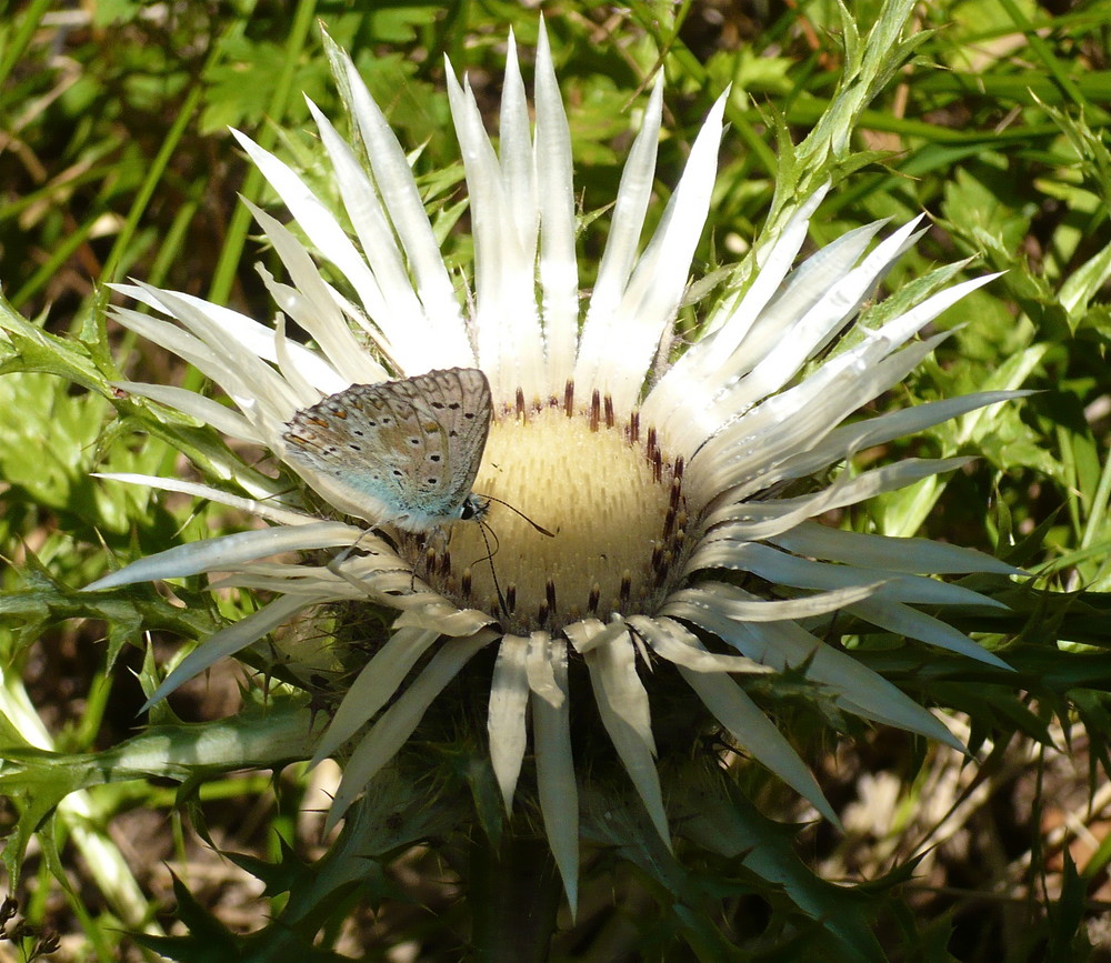 Silberdistel mit Schmetterling