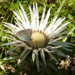 Silberdistel mit Schmetterling