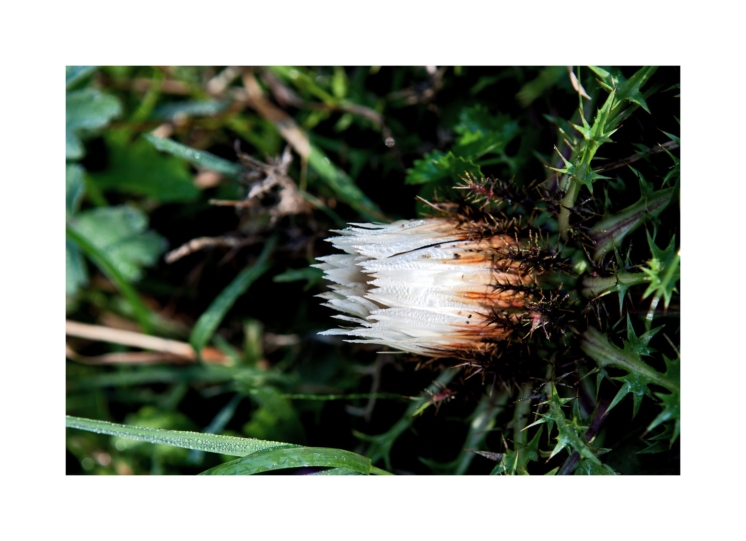 Silberdistel mit Tau