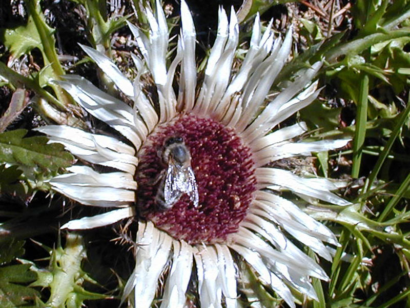 Silberdistel mit Wespe