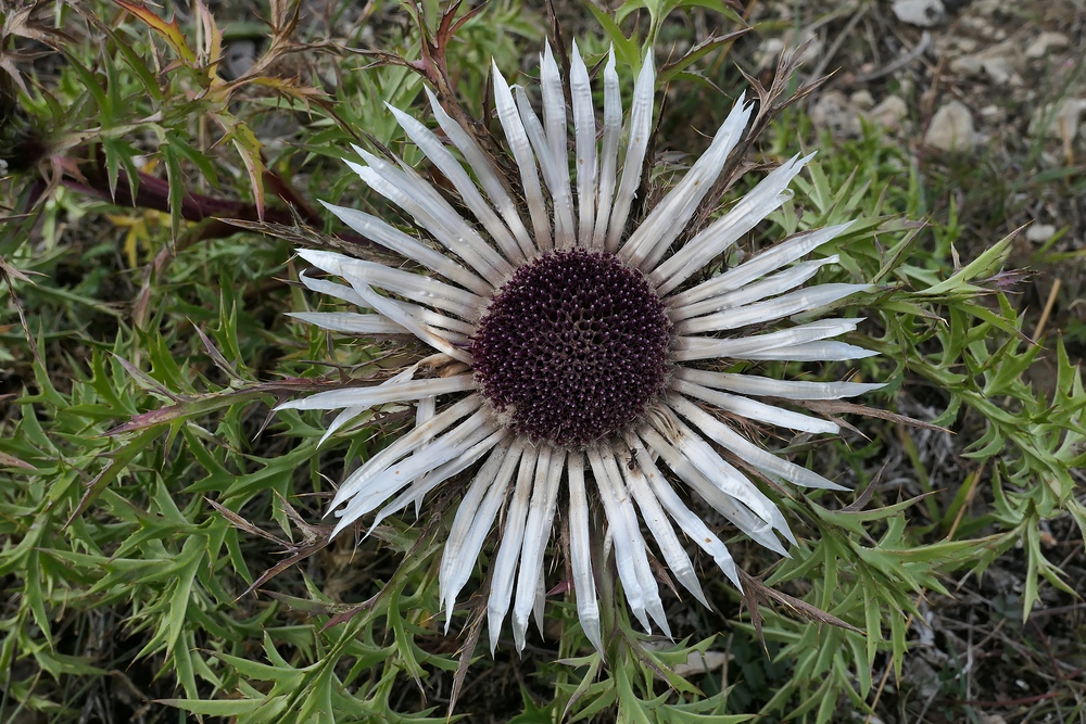 Silberdistel: Schönheit in karger Landschaft 01