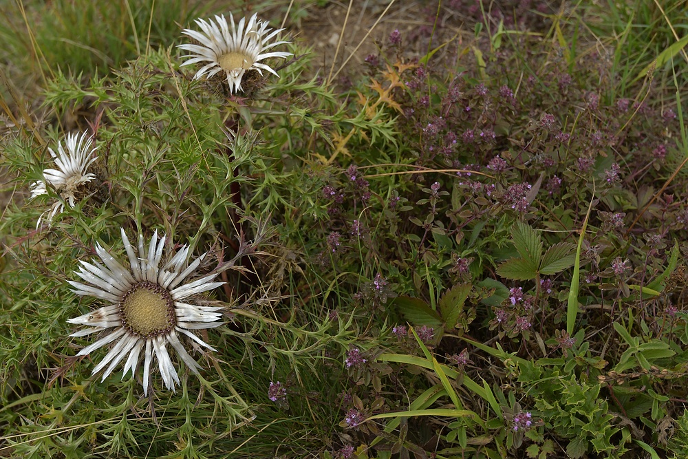 Silberdistel: Schönheit in karger Landschaft 02