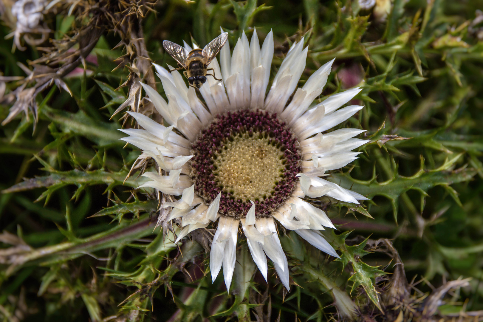 Silberdistel und Bienchen