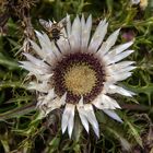 Silberdistel und Bienchen