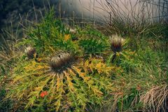 Silberdistel und rotes Blättchen