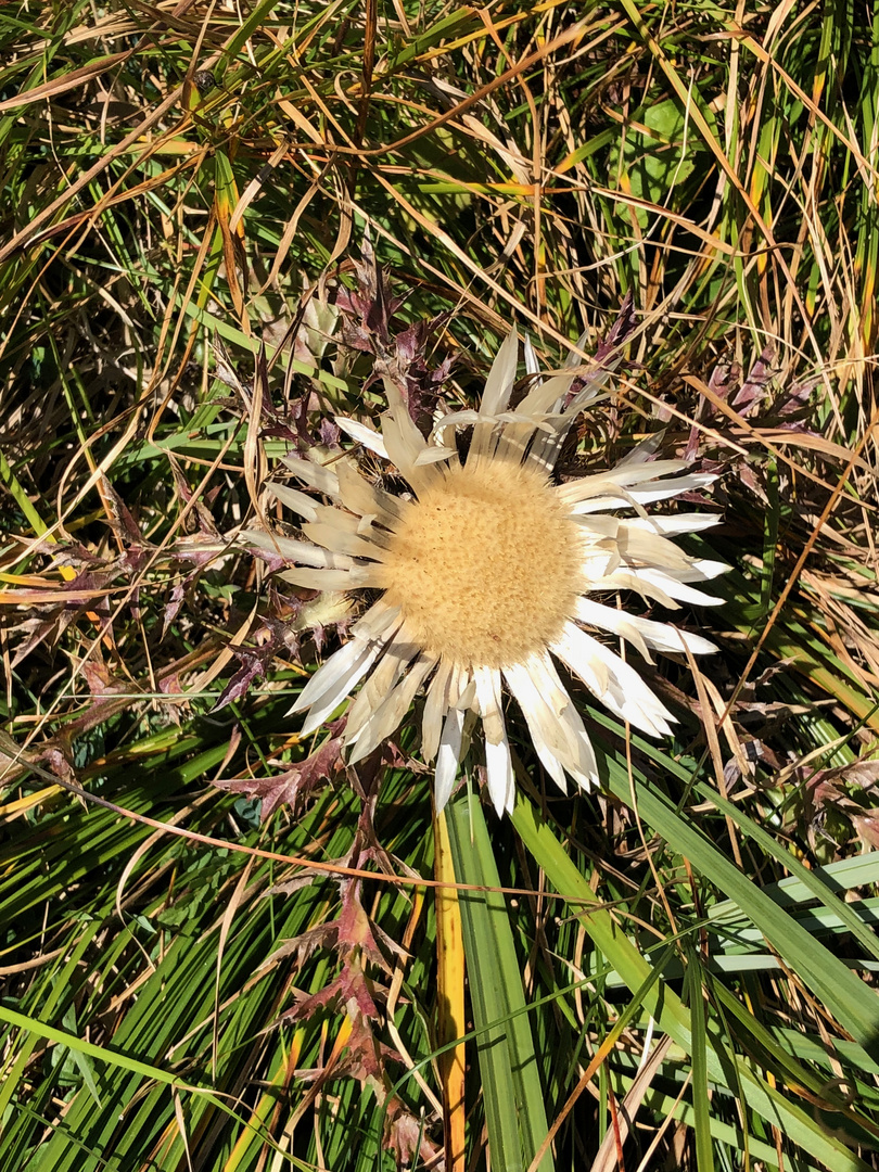 Silberdistelblüte