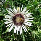 ...Silberdistel...Carlina acaulis...