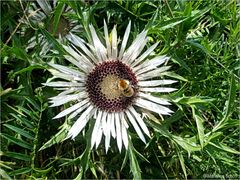 ...Silberdistel...Carlina acaulis...