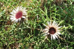 Silberdisteln (Carlina acaulis)