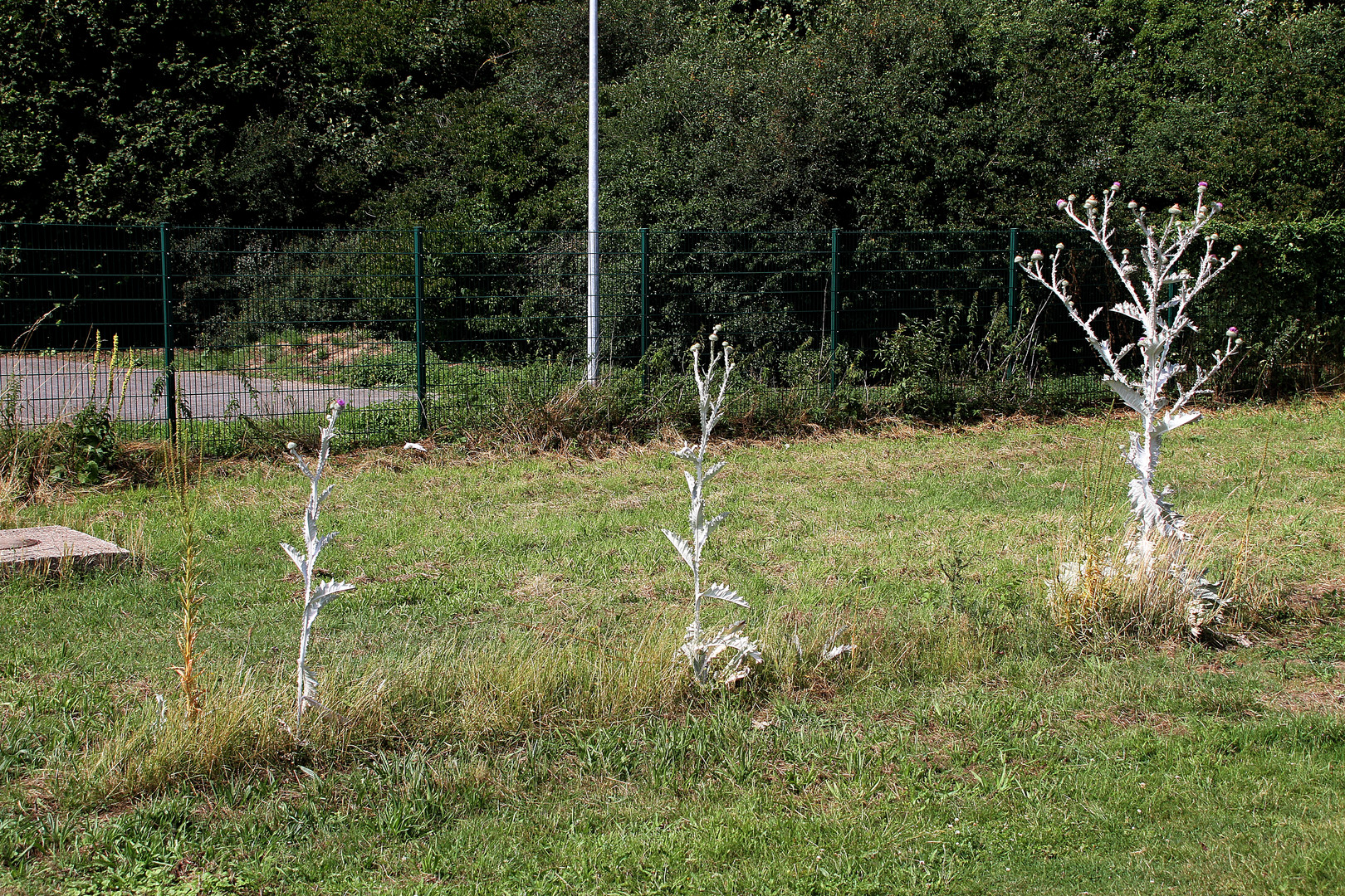 Silberdisteln mit Covit 19 - Abstand