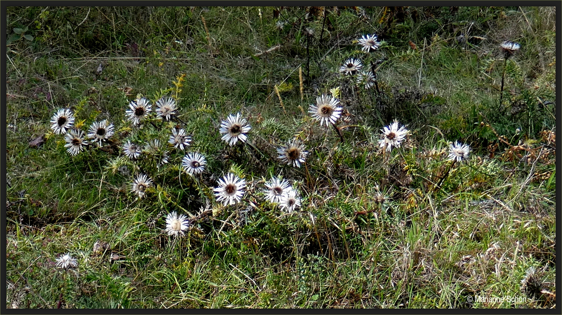 ...Silberdisteln...Carlina acaulis...