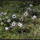 ...Silberdisteln...Carlina acaulis...