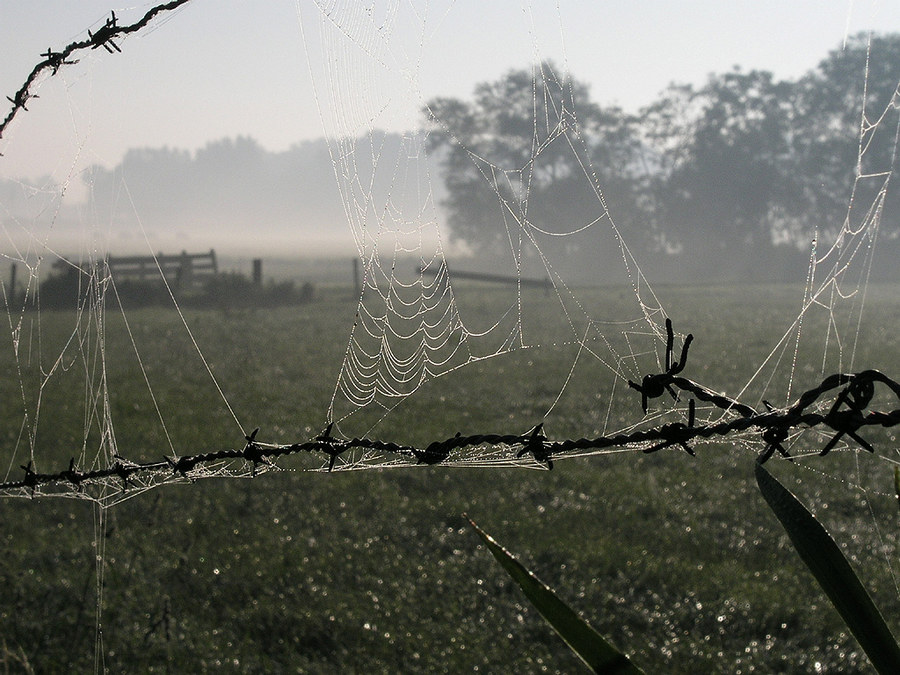 Silberdraht morgensfruh in Holland